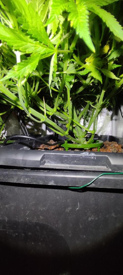 Auto Divine Rapier hydroponics. Week 7