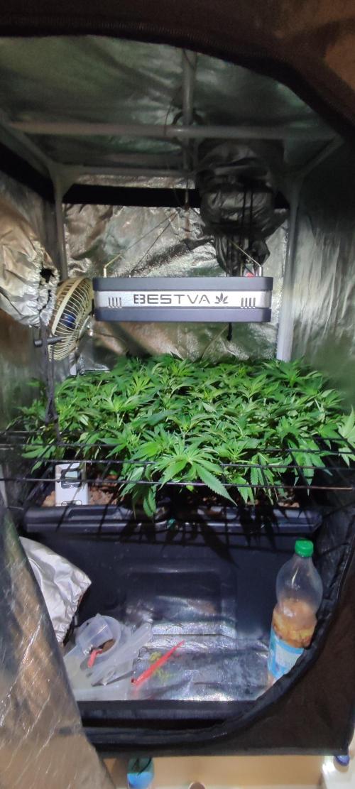 GMO cookies zamnesia hydroponics. Week 7