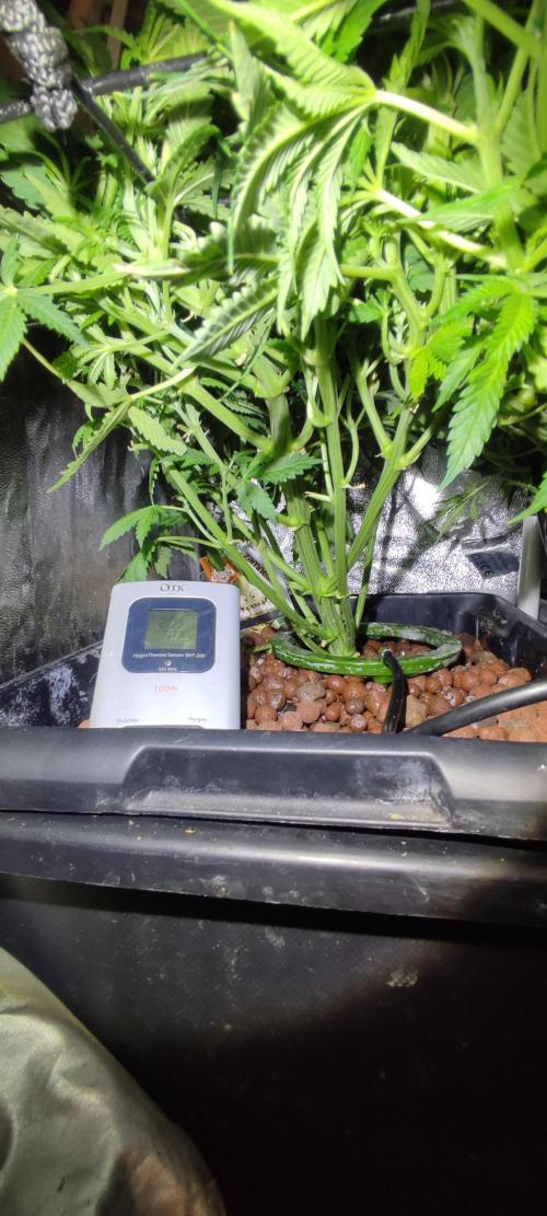 GMO cookies zamnesia hydroponics. Week 7