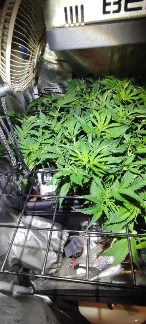 GMO cookies zamnesia hydroponics. Week 7