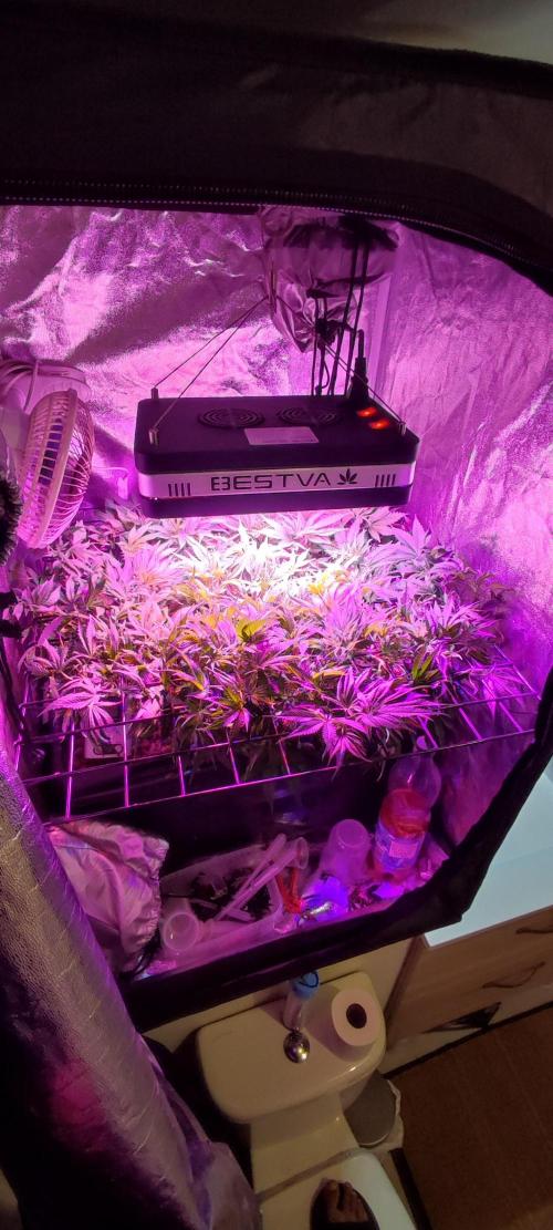 Auto Divine Rapier hydroponics. Week 8 - Premier jour de florais