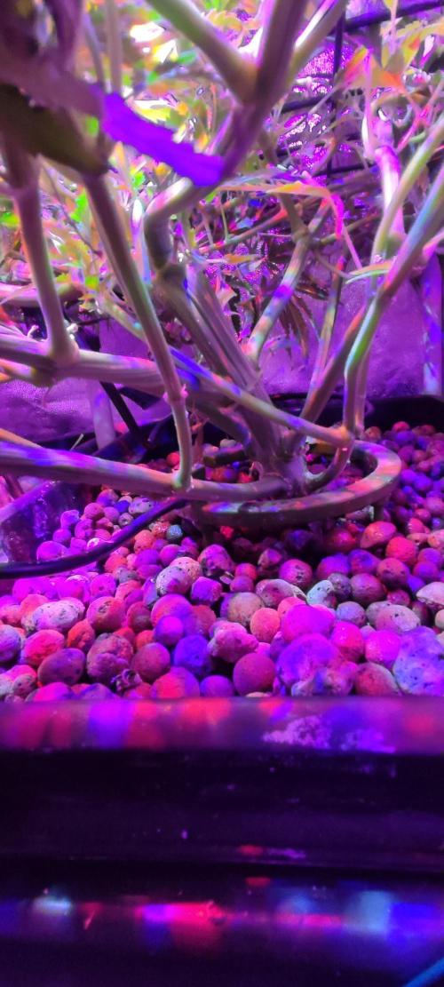 Auto Divine Rapier hydroponics. Week 8 - Premier jour de floraison