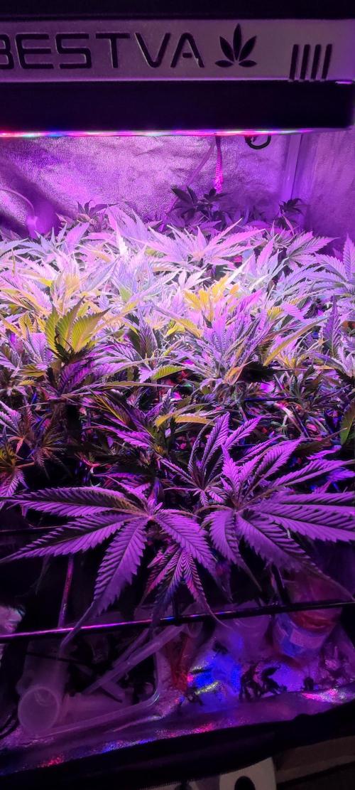 Auto Divine Rapier hydroponics. Week 8 - Premier jour de floraison