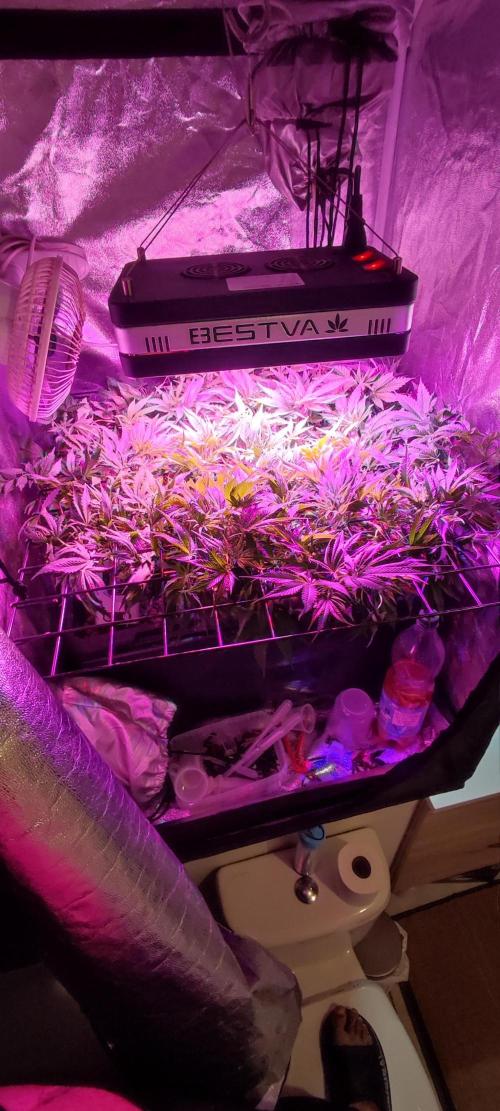 Auto Divine Rapier hydroponics. Week 8 - Premier jour de floraison