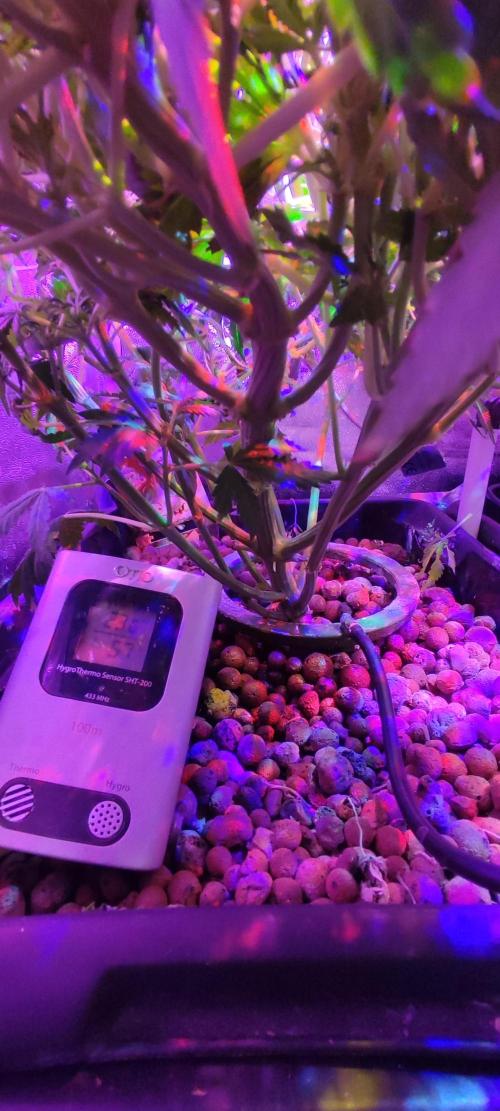 GMO cookies zamnesia hydroponics. Week 8