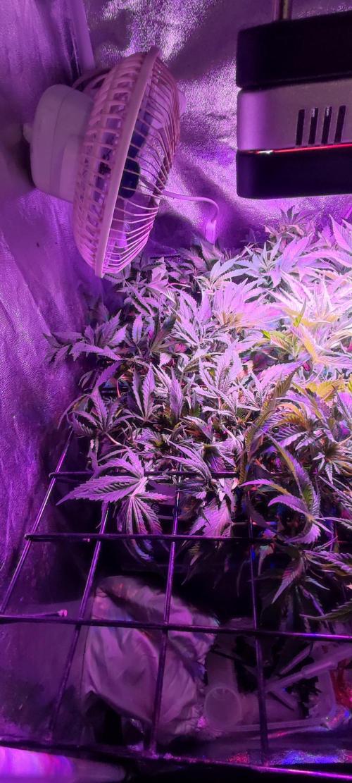 GMO cookies zamnesia hydroponics. Week 8