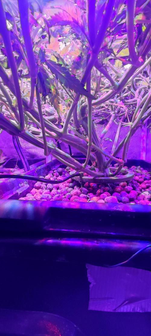 Auto Divine Rapier hydroponics. Week 8