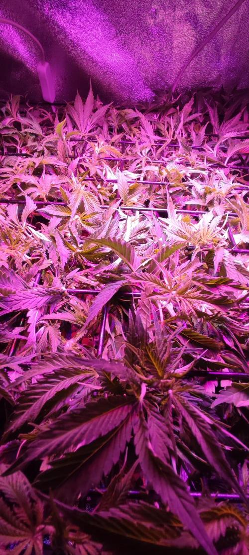 Auto Divine Rapier hydroponics. Week 8