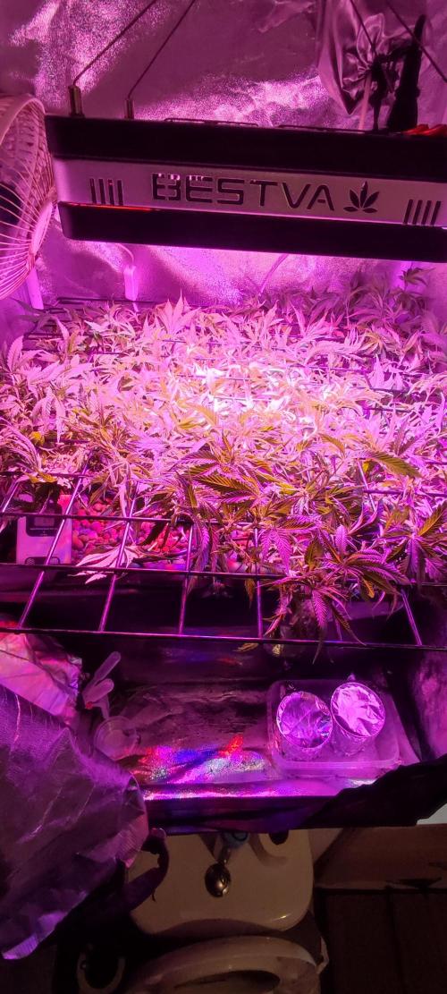 Auto Divine Rapier hydroponics. Week 8