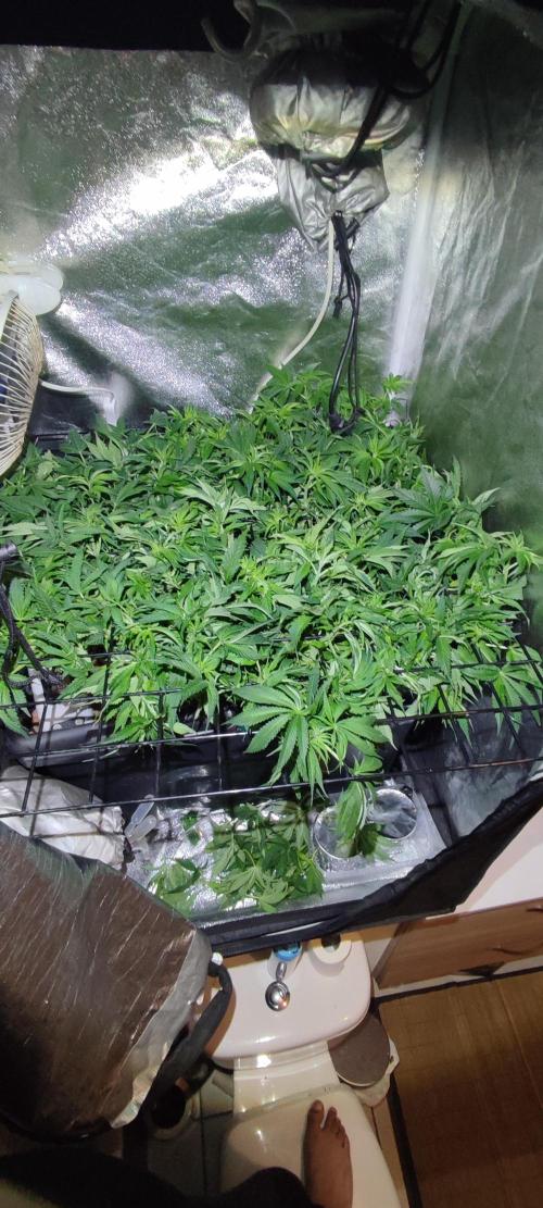 Auto Divine Rapier hydroponics. Week 8