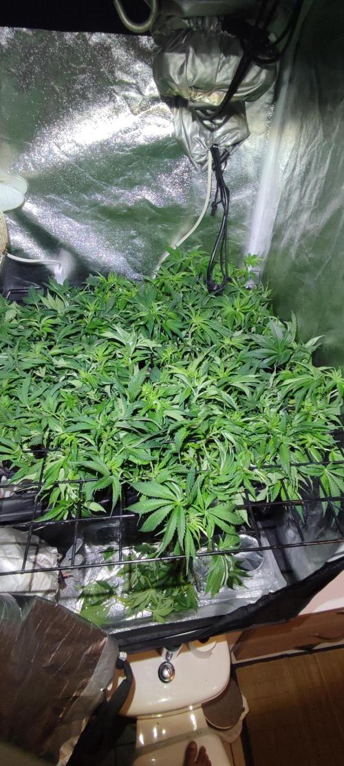 Auto Divine Rapier hydroponics. Week 8