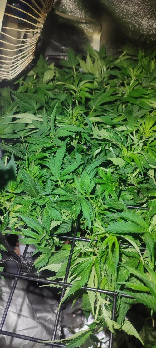 Auto Divine Rapier hydroponics. Week 8