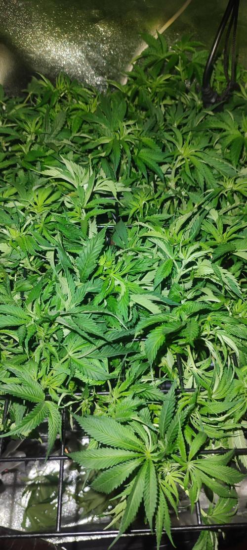 Auto Divine Rapier hydroponics. Week 8