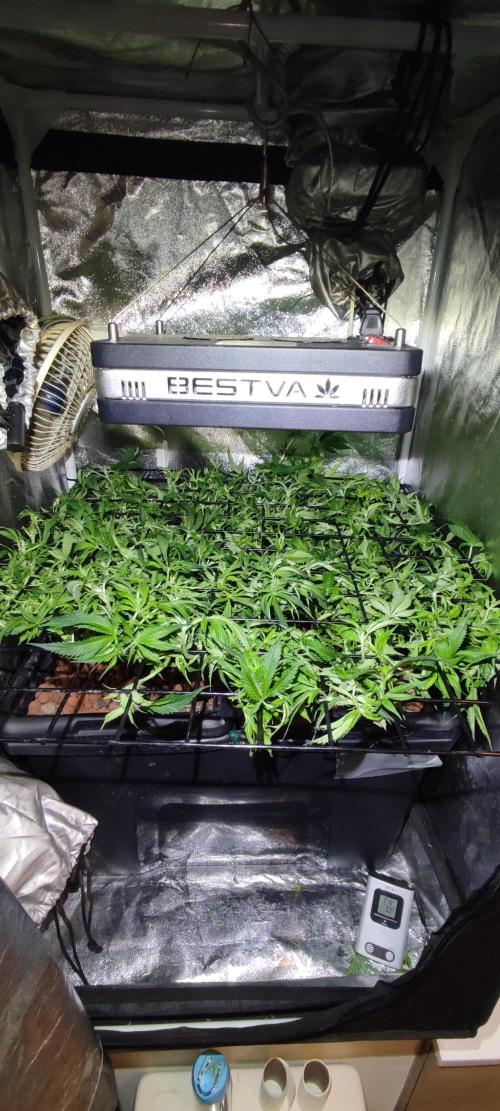 Auto Divine Rapier hydroponics. Week 9