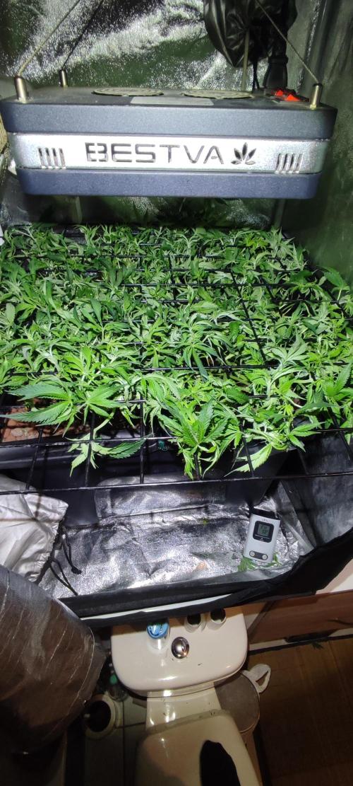 Auto Divine Rapier hydroponics. Week 9