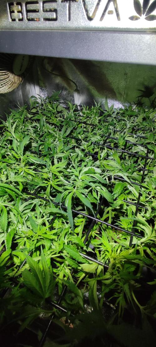 Auto Divine Rapier hydroponics. Week 9