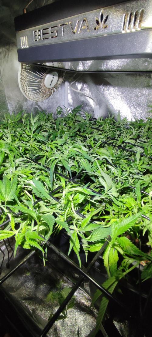 Auto Divine Rapier hydroponics. Week 9