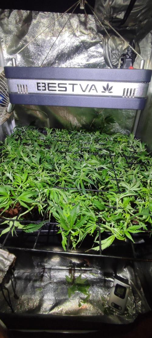 Auto Divine Rapier hydroponics. Week 9