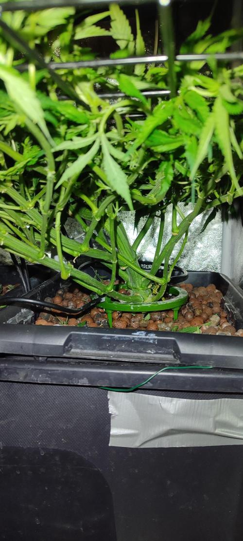 Auto Divine Rapier hydroponics. Week 9