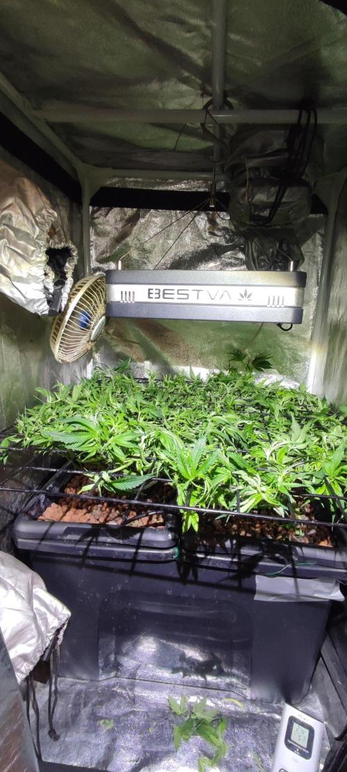 Auto Divine Rapier hydroponics. Week 9