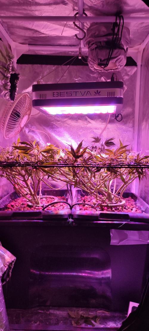 Auto Divine Rapier hydroponics. Week 9