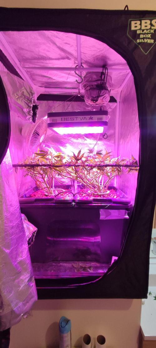 Auto Divine Rapier hydroponics. Week 9