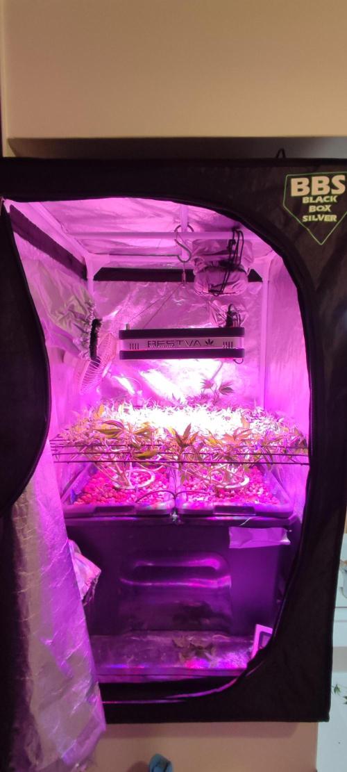 Auto Divine Rapier hydroponics. Week 9