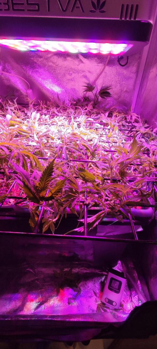 Auto Divine Rapier hydroponics. Week 9