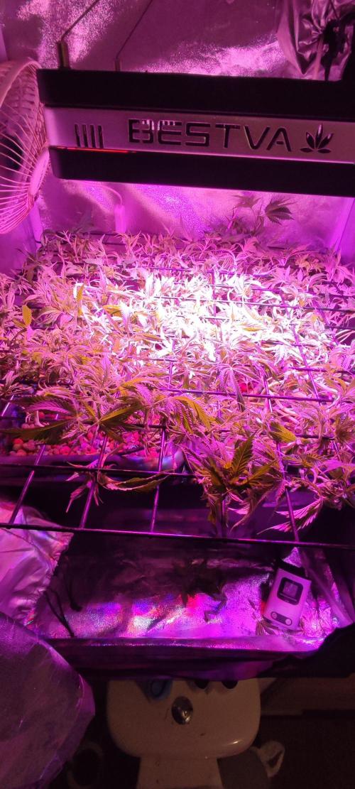 Auto Divine Rapier hydroponics. Week 9