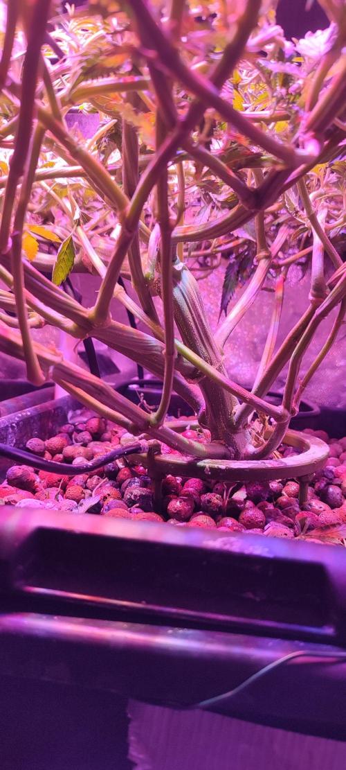 Auto Divine Rapier hydroponics. Week 9