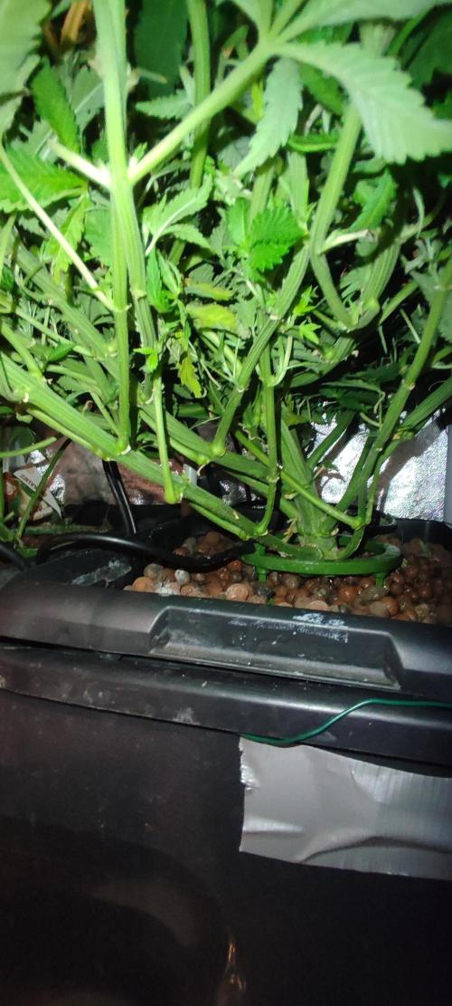 Auto Divine Rapier hydroponics. Week 9