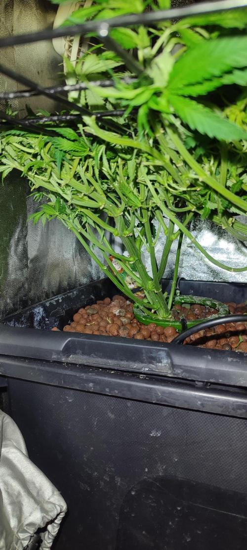 GMO cookies zamnesia hydroponics. Week 9