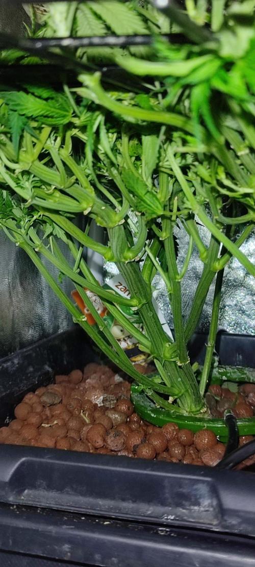 GMO cookies zamnesia hydroponics. Week 9