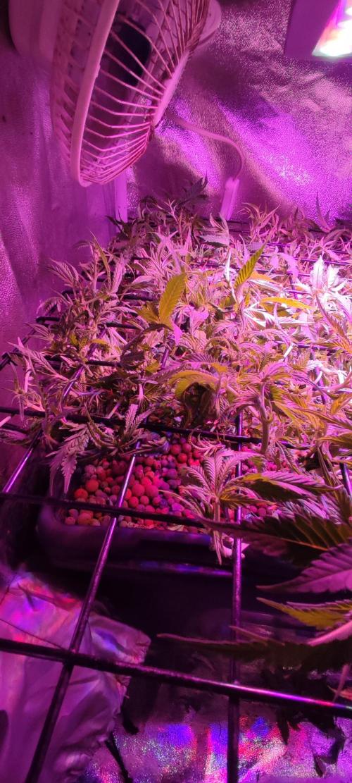 GMO cookies zamnesia hydroponics. Week 9