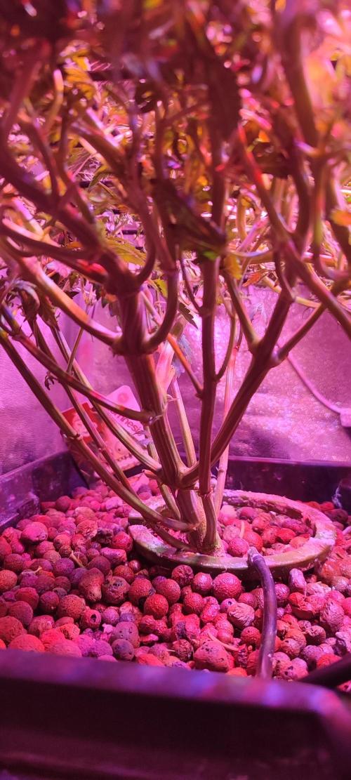 GMO cookies zamnesia hydroponics. Week 9