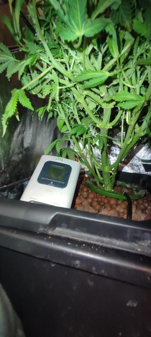 GMO cookies zamnesia hydroponics. Week 9
