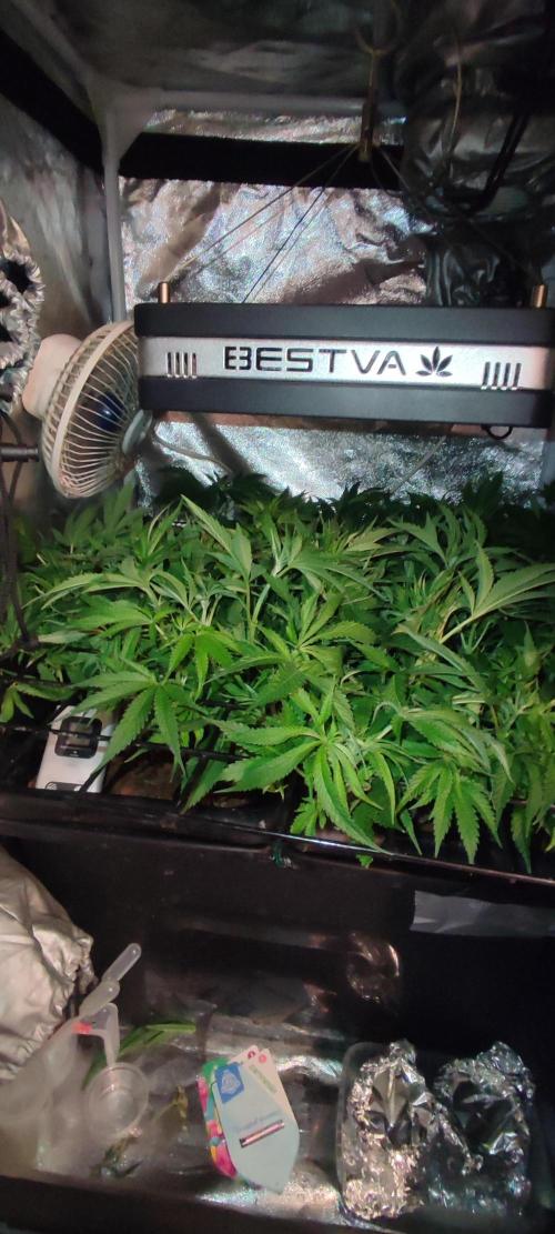 GMO cookies zamnesia hydroponics. Week 9