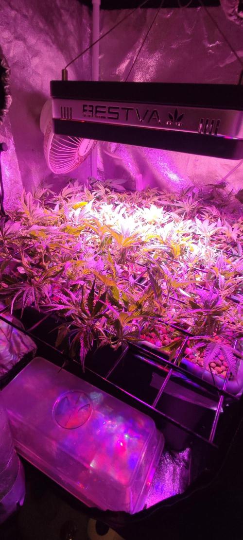 Auto Divine Rapier hydroponics. Week 9