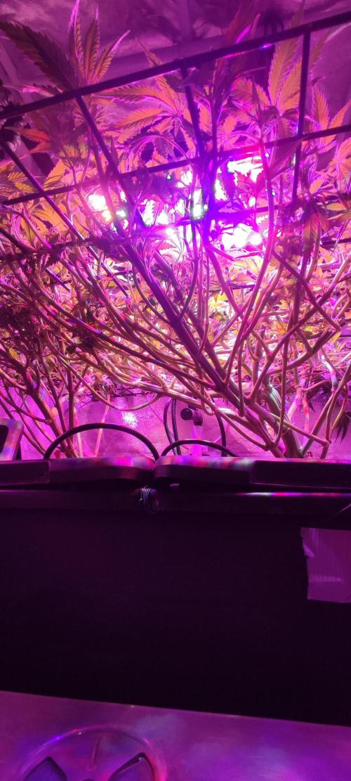 Auto Divine Rapier hydroponics. Week 9