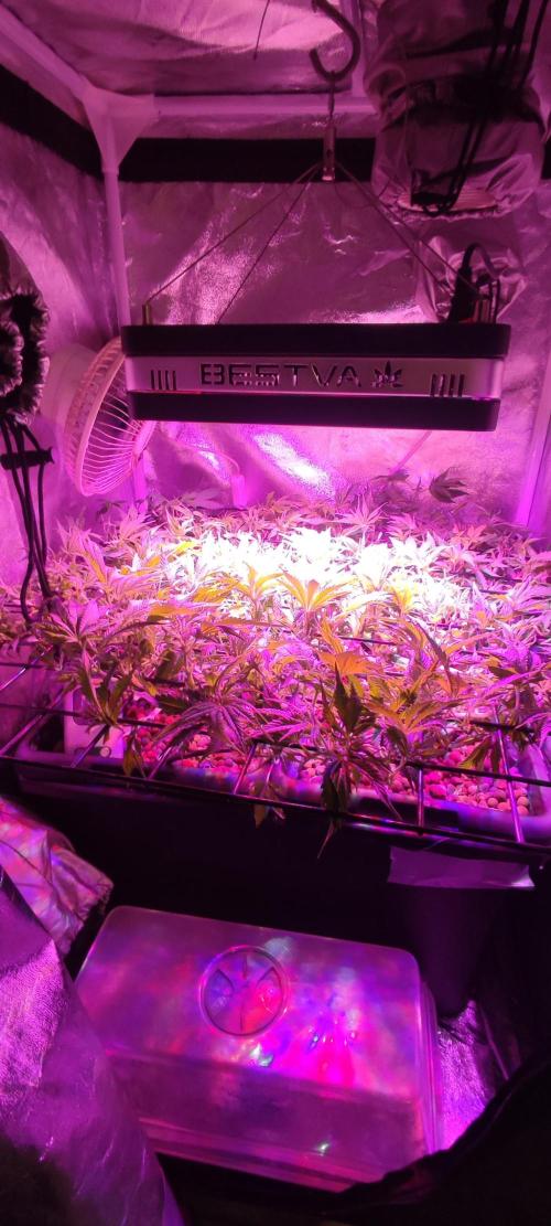 Auto Divine Rapier hydroponics. Week 9