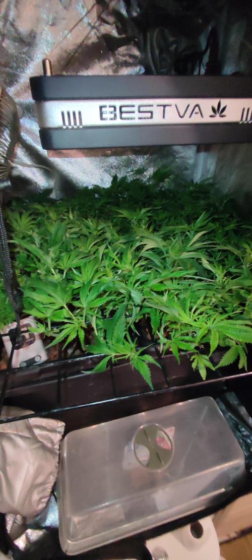 Auto Divine Rapier hydroponics. Week 9