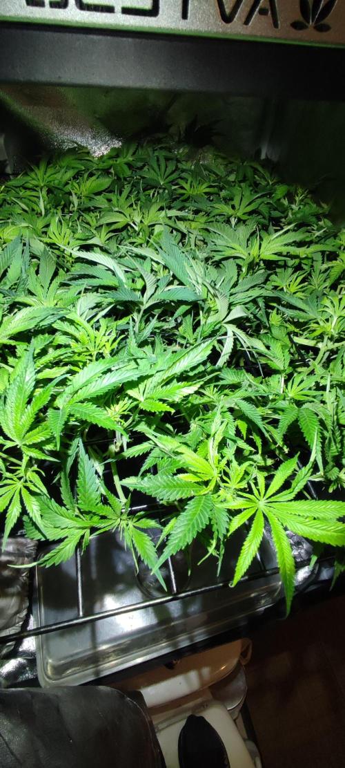 Auto Divine Rapier hydroponics. Week 9