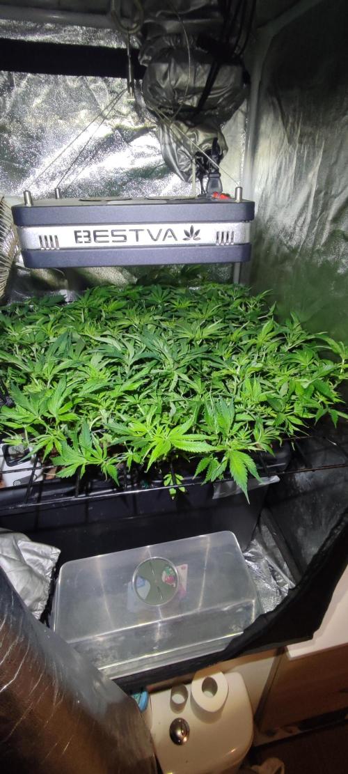 Auto Divine Rapier hydroponics. Week 9