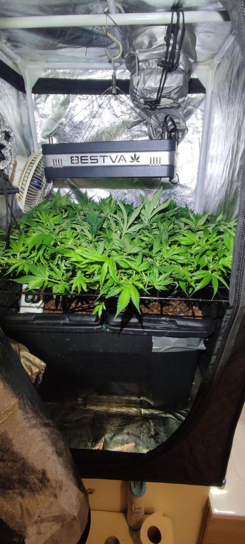 Auto Divine Rapier hydroponics. Week 10