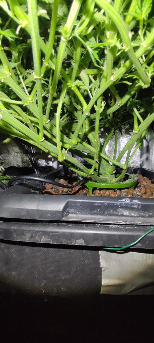 Auto Divine Rapier hydroponics. Week 10