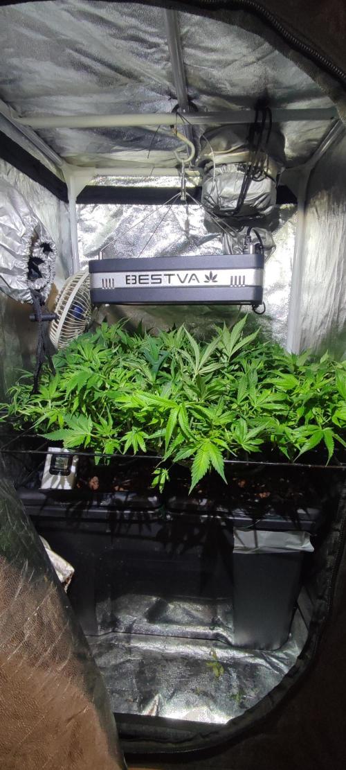 Auto Divine Rapier hydroponics. Week 10