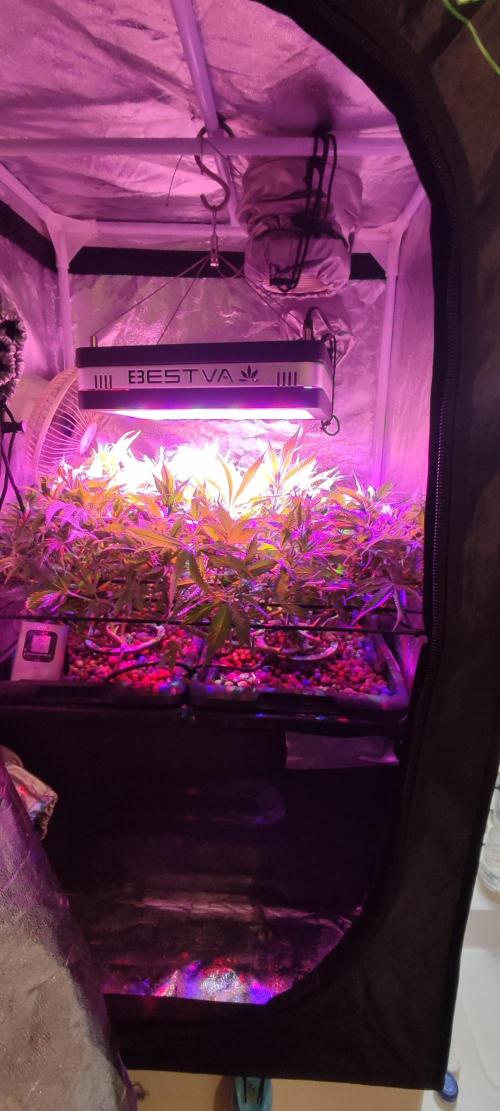 Auto Divine Rapier hydroponics. Week 10