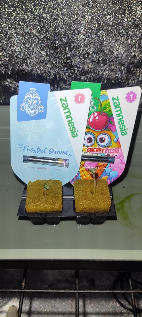 Frosted guava vs Lemon Cherry Gelato. Week 0 - La lemon cherry gelato est un peu plus vigoureuse que la frosted guava
