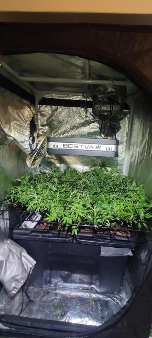 Auto Divine Rapier hydroponics. Week 10