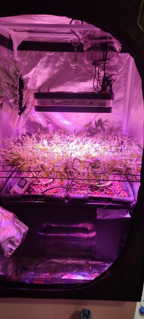 Auto Divine Rapier hydroponics. Week 10